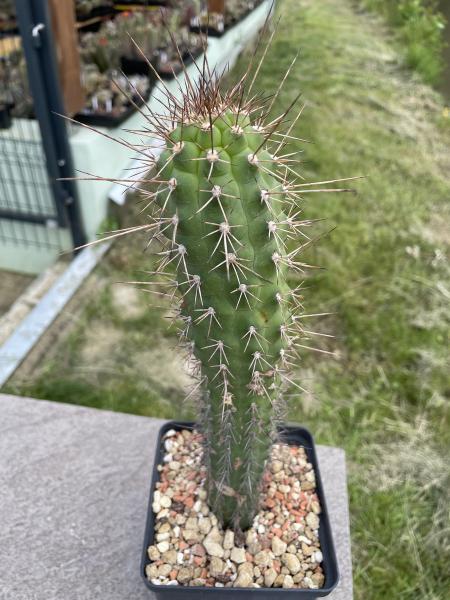 Seticereus icosagonus